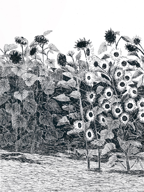 Sunflowers, Yolo County
