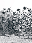 Sunflowers,Yolo County 