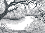 Willows on Cache Creek, Yolo County, California
