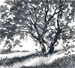 Oak Tree at Carquinez Strait Regional Shoreline