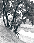 Overhanging Branches, Putah Creek Reserve
