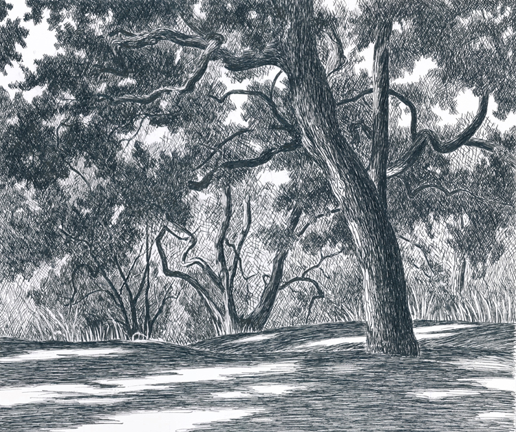 Valley oak at Putah Creek Reserve
