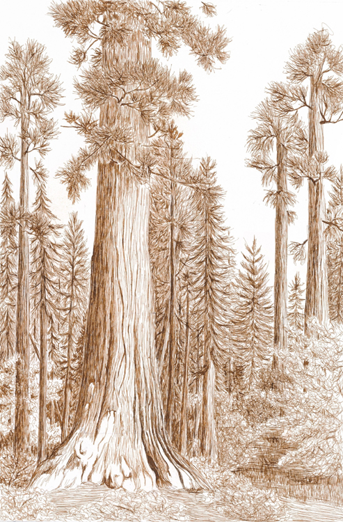 Giant Sequoia, Calaveras Big Trees state Park,  California (Right)