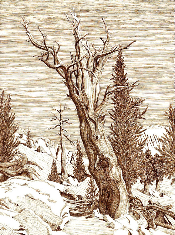 Foxtail pine