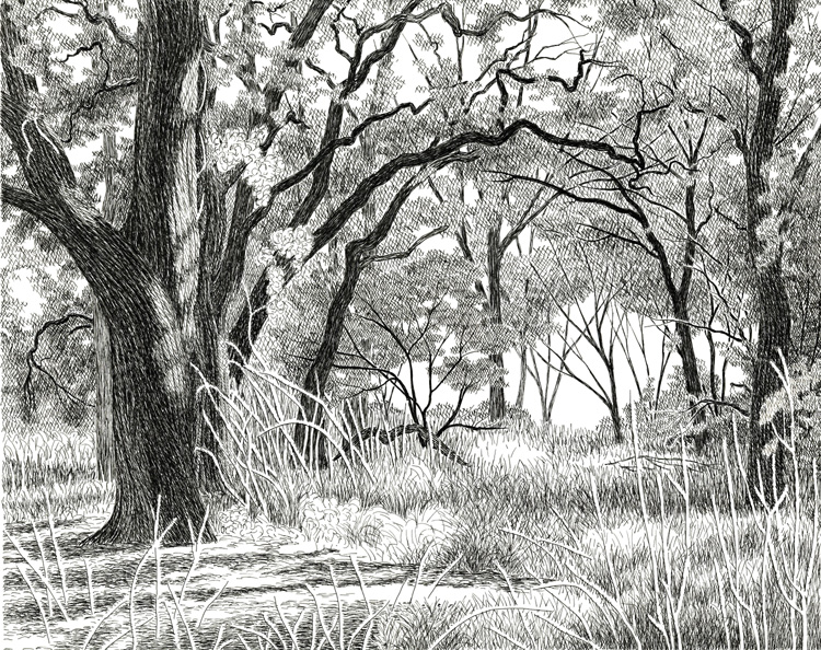 Valley oaks, Cosumnes River Preserve, California