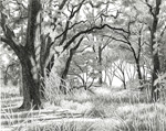 Valley oak riparian forest, Cosumnes Preserve, California