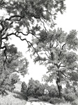 Blue oaks, Stebbins Cold Canyon Reserve,California