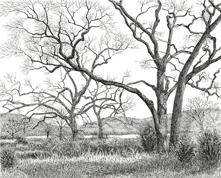 Valley oaks, Lake County