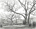 Valley oaks, California