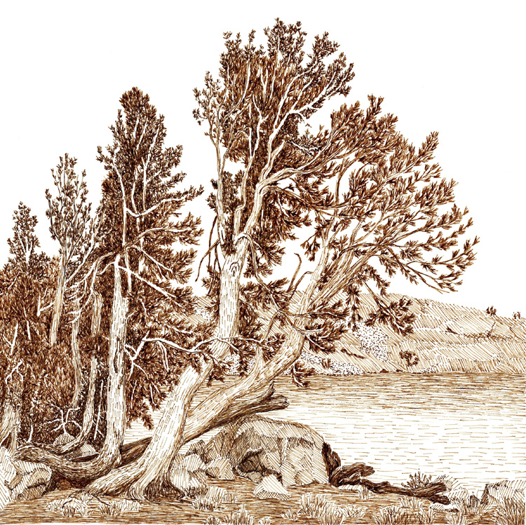 Whitebark pine, Mokelumne Wilderness
