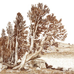Whitebark pine, Mokelumne Wilderness, California