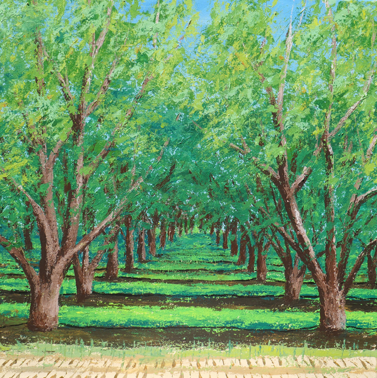 Almond Orchard in Fall, Colusa County, California