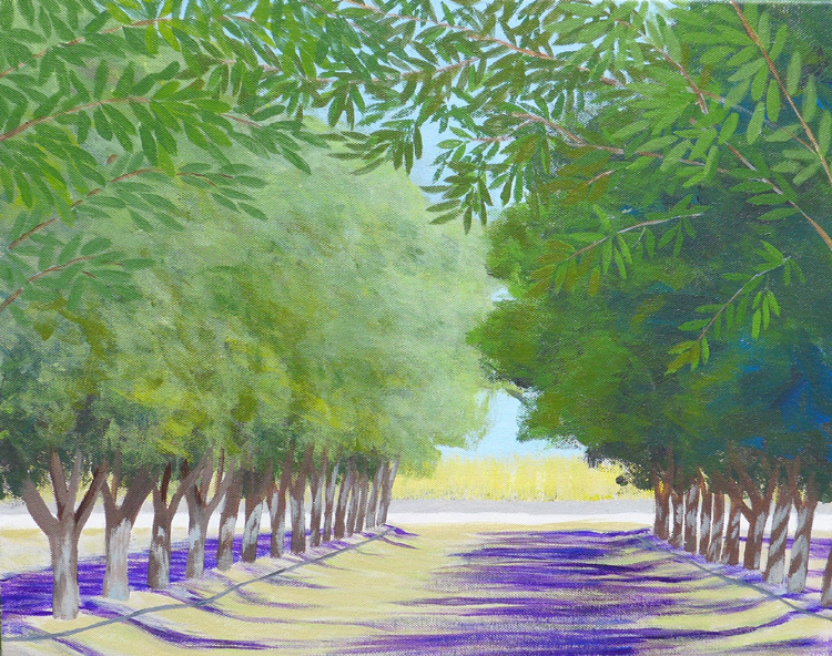 Almond Orchard in Summer