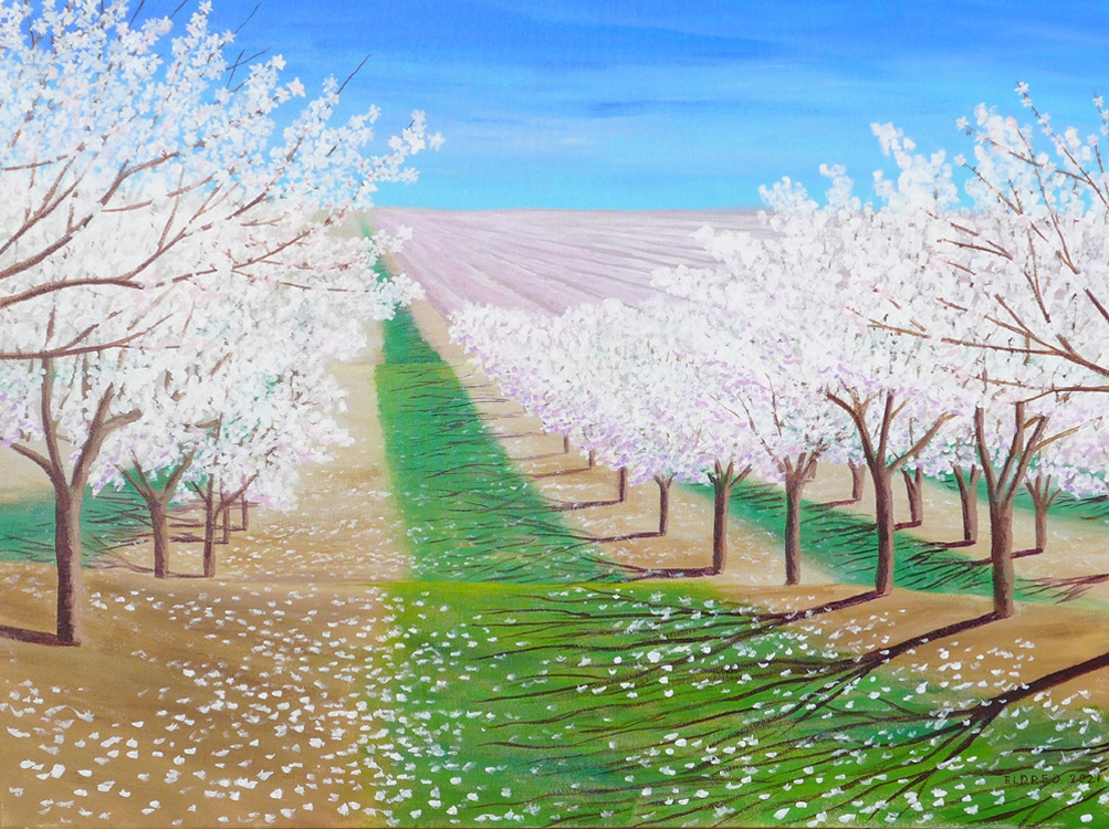 Almond Orchard in Bloom, Yolo County