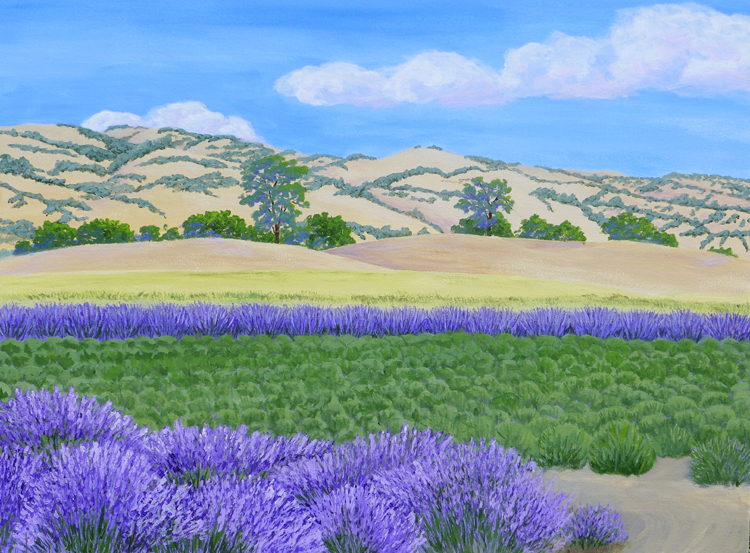 Lavender Harvest, Capay Valley, California