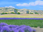 Lavender Harvest,Colusa County, California