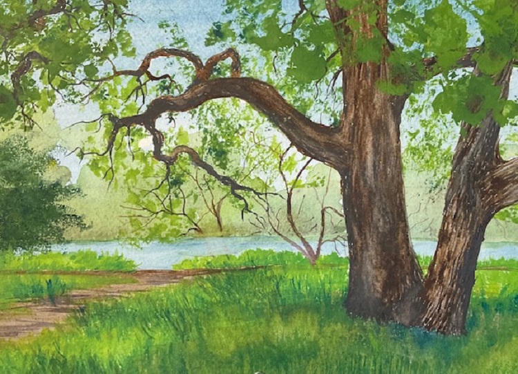 Oak Tree, Levee Road Trailhead,UC Davis