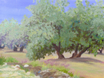 Olives near Ubeda, spain