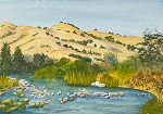 Putah Creek and Hills