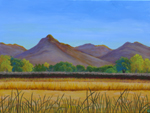 Rice Fields by Sutter Buttes