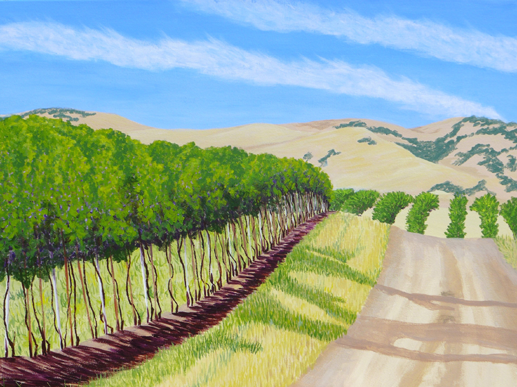 Vineyards on the Hillside, Dunnigan Hills, Califonia